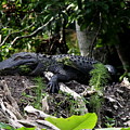 Sleeping Alligator by Barbara Bowen Sleeping Alligator by Barbara Bowen