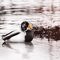 Sleeping Duck Photograph by Jaroslav Buna Sleeping Duck Photograph by Jaroslav Buna