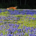 Sleeping Longhorn in Bluebonnet Field Photograph by Ted Keller Sleeping Longhorn in Bluebonnet Field Photograph by Ted Keller