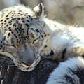Sleeping Snow Leopard Photograph by Holly Ross Sleeping Snow Leopard Photograph by Holly Ross