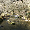 Sleepy Creek by Shari Chavira Sleepy Creek by Shari Chavira