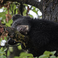Sleepy Cub Photograph by David Kirby Sleepy Cub Photograph by David Kirby