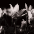 Sleepy Flowers by Marilyn Hunt Sleepy Flowers by Marilyn Hunt