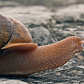 Slow Going Photograph by Scott Heister