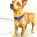Small short hair brown dog Painting by Carlin Blahnik CarlinArtWatercolor Small short hair brown dog Painting by Carlin Blahnik CarlinArtWatercolor