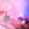 Smell of Poppy Photograph by Jaroslav Buna Smell of Poppy Photograph by Jaroslav Buna