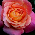 Smell the Rose by Rabiah Seminole