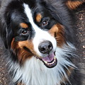 Smiling Bernese Mountain Dog Photograph by Pelo Blanco Photo Smiling Bernese Mountain Dog Photograph by Pelo Blanco Photo