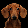 Smooth-haired Dachshund Photograph by Sergey Taran Smooth-haired Dachshund Photograph by Sergey Taran