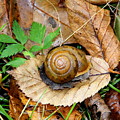 Snail Home Photograph by Allen Nice-Webb Snail Home Photograph by Allen Nice-Webb