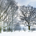Snow covered forest with early morning sunrise Photograph by Simon Bratt Snow covered forest with early morning sunrise Photograph by Simon Bratt