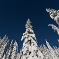 Snow Covered Trees 2 Photograph by Pelo Blanco Photo Snow Covered Trees 2 Photograph by Pelo Blanco Photo