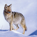 Snow Coyote Pose Photograph by Mark Miller Snow Coyote Pose Photograph by Mark Miller