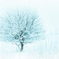 Snow Field Tree Photograph by Troy Stapek Snow Field Tree Photograph by Troy Stapek