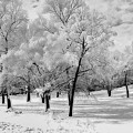 Snow In South Park by Luther Fine Art Snow In South Park by Luther Fine Art