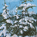 Snow Laden Trees by E Colin Williams ARCA