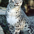 Snow Leopard Uncia Uncia Portrait Photograph by Gerry Ellis Snow Leopard Uncia Uncia Portrait Photograph by Gerry Ellis