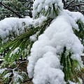 Snow on Evergreen Branch Photograph by Vic Ritchey Snow on Evergreen Branch Photograph by Vic Ritchey