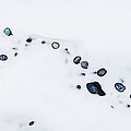 Snow Pebbles Right Photograph by Theresa Tahara Snow Pebbles Right Photograph by Theresa Tahara