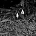 Snowdrops Photograph by Elena Perelman Snowdrops Photograph by Elena Perelman