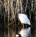 Snowy Egret and a Guy from the Hood Photograph by Jennifer Robin Snowy Egret and a Guy from the Hood Photograph by Jennifer Robin