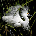 Snowy Egret by Steven Sparks Snowy Egret by Steven Sparks