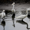 Snowy Egrets I by Jane Melgaard