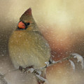 Snowy Female Cardinal Photograph by Lana Trussell Snowy Female Cardinal Photograph by Lana Trussell