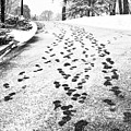 Snowy Footsteps by Alissa Beth Photography