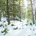 Snowy Forest Wilderness Playground Photograph by James BO Insogna Snowy Forest Wilderness Playground Photograph by James BO Insogna