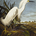 Snowy Heron Drawing by John James Audubon Snowy Heron Drawing by John James Audubon
