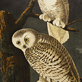 Snowy Owl by John James Audubon Snowy Owl by John James Audubon