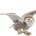 Snowy Owl T-shirt Mug Graphic by Everet Regal Snowy Owl T-shirt Mug Graphic by Everet Regal