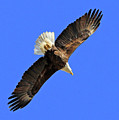 Soaring into the Blue Photograph by Paula Guttilla Soaring into the Blue Photograph by Paula Guttilla