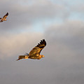 Soaring Pair by Mike Dawson Soaring Pair by Mike Dawson