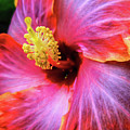 SoCal Hibiscus Photograph by Becqi Sherman SoCal Hibiscus Photograph by Becqi Sherman