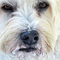 Soft-coated Wheaten Terrier Eating Snow Photograph by Linda Stern Soft-coated Wheaten Terrier Eating Snow Photograph by Linda Stern