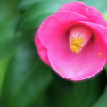 Soft focus flower 1 Photograph by Brian Hale Soft focus flower 1 Photograph by Brian Hale