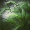 Soft Grass Photograph by Scott Norris Soft Grass Photograph by Scott Norris