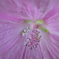 Soft light by Karin Ravasio
