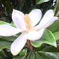 Soft Magnolia Photograph by Pamela Henry Soft Magnolia Photograph by Pamela Henry