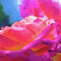 Soft Rose Bloom In Red and Purple Digital Art by Kirt Tisdale Soft Rose Bloom In Red and Purple Digital Art by Kirt Tisdale