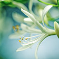 Soft White Photograph by Nailia Schwarz Soft White Photograph by Nailia Schwarz