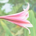 Softly colored Photograph by Merle Grenz Softly colored Photograph by Merle Grenz