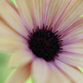 Softly Spoken Photograph by Mary Anne Delgado Softly Spoken Photograph by Mary Anne Delgado
