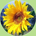 Solid Sunshine by Will Borden Solid Sunshine by Will Borden