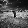 Solitary by Patricia Montgomery