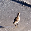 Solo Bird by Elizabeth Klecker Solo Bird by Elizabeth Klecker