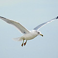Soloist by Jan Gelders