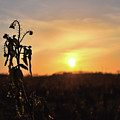 Sonnenuntergang Photograph by Scimitarable Sonnenuntergang Photograph by Scimitarable